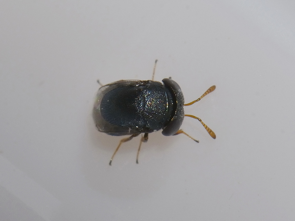 Hymenoptera?  S, Pteromalidae: Scutellista cyanea
